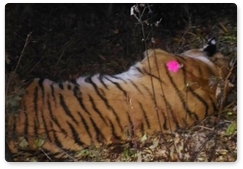 Tiger captured in Vladivostok to undergo rehabilitation