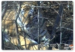 Another tiger caught in Primorye Territory suburbs