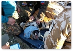 Tiger caught near Artyom released into the wild