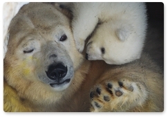 Wrangel Island wardens save a polar bear cub