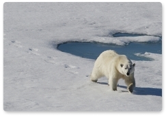 Polar bear fools around deserted village