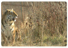 The Amur tiger that was captured in Vladivostok in October 2016. Tiger Centre