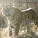 Vladik in the enclosure at the Tiger Centre