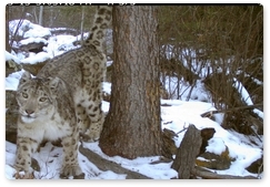 Over 60 snow leopards in Russia get “digital passports”