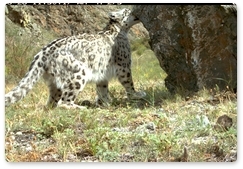 Snow Leopard Conservation Working Group holds first meeting
