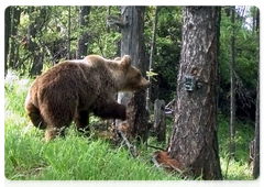 Медведи проявляют наибольшее любопытство к установленным фоторегистраторам