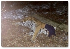 Young tigress caught in the Khabarovsk Territory
