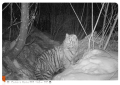 A five-month-old female Amur tiger. December 2016. Photo taken by a camera trap in Call of the Tiger National Park