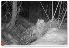 В Приморье спасён полугодовалый тигрёнок