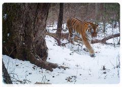 An Amur tiger. Photo courtesy of the Joint Directorate of the Lazovsky Nature Reserve and Call of the Tiger National Park press service