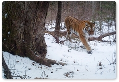 Call of the Tiger National Park and Lazovsky Nature Reserve get ready for tiger count