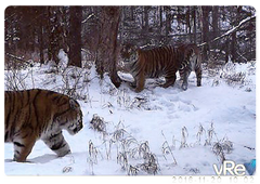Zolushka and her cubs. December 2016. Bastak Nature Reserve
