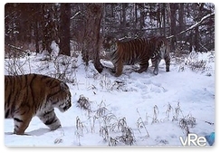 Tigers seen near Khabarovsk Territory village