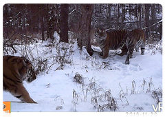 Zolushka and her cubs. December 2016. Bastak Nature Reserve