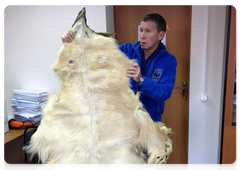 A confiscated polar bear skin