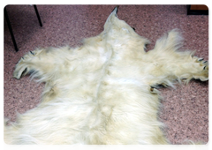A confiscated polar bear skin