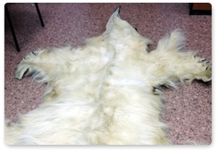 Polar bear skin sellers found guilty
