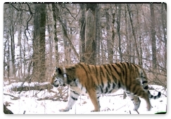 Учёные установили отца детёнышей тигрицы Серьги