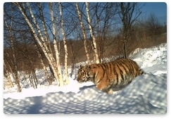Amur tiger cub found in Primorye settles in his enclosure