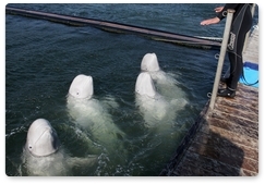 Summer distribution of beluga whales in the Sea of Okhotsk