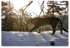 На «Земле леопарда» обитают пятнистые долгожители