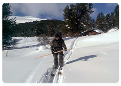 Winter counts in Sayano-Shushensky Reserve completed