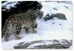 Snow leopard sighting reported in Sayano-Shushensky Reserve