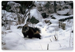 Winter animal count in the Sayano-Shushensky Nature Reserve completed