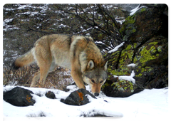Снимок волка, полученный с фотоловушки