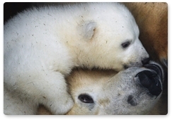 Россия и США проведут авиамониторинг белых медведей и тюленей
