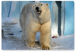 Россия и США проведут совместный мониторинг чукотско-аляскинской популяции белого медведя