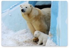 Россия и Монако объединят усилия по сохранению белых медведей