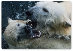Эксперты обсудили вопросы состояния популяции белого медведя