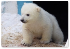На Чукотке найден одинокий белый медвежонок