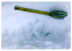 Signs of a snow leopard in the Sayano-Shushensky Biosphere Reserve