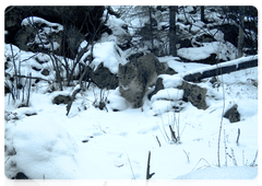 Фото снежного барса, полученное с фотоловушки