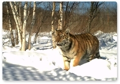 Residents of Filippovka village in Primorye to name rescued tigress