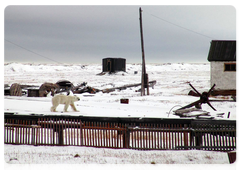 Жители НАО готовятся к сезону миграции белого медведя