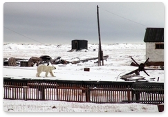 Жители НАО готовятся к сезону миграции белого медведя