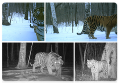 Амурские тигры Борис и Светлая