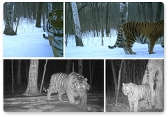 Новые данные о жизни амурских тигров Бориса и Светлой