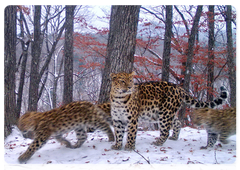 Леопардессы с котятами на «Земле леопарды»
