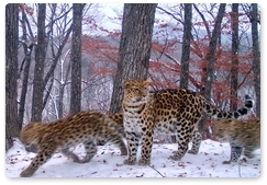 На «Земле леопарда» зафиксировано рекордное количество котят