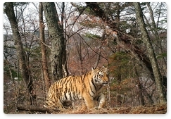 На граничащих с Китаем территориях растёт популяция тигров