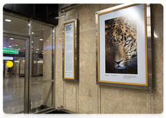 Выставка «Большие кошки Дальнего Востока» в московском метро