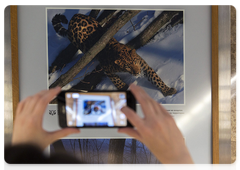 A photo of a Far Eastern leopard as a keepsake