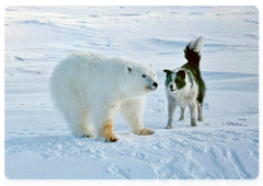 Polar bear in the Russian Arctic