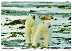 Polar bears in the Russian Arctic