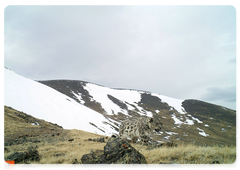 Снимки снежного барса, полученные с установленного в национальном парке «Сайлюгемский» фоторегистрирующего устройства