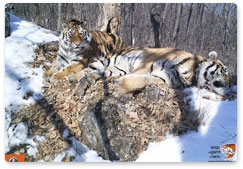 Amur tigers Boris and Svetlaya